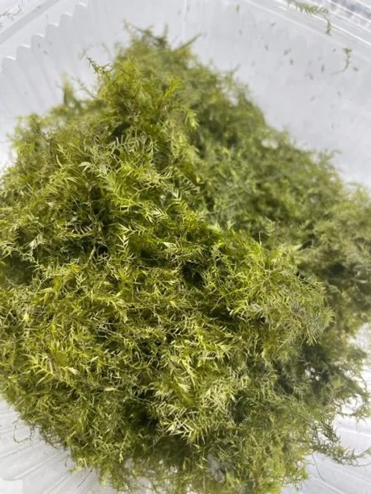 Fissidens fontanus "Phoenix Moss" - Portion