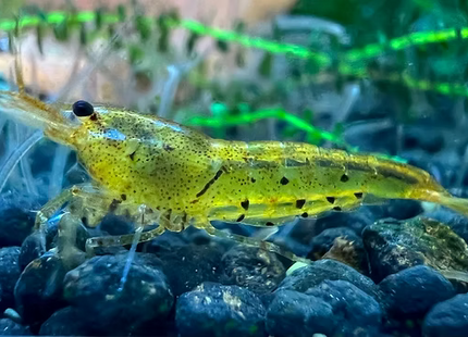 Tangerine Tigergarnele - DNZ