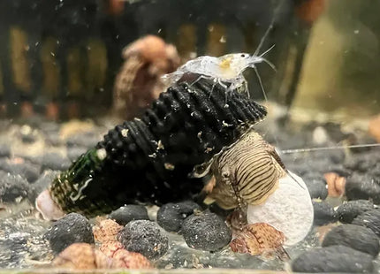 Gelbe Mini Tylomelania - DNZ