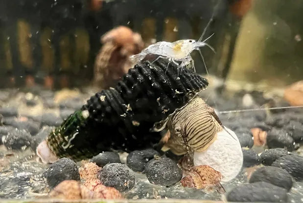 Gelbe Mini Tylomelania - DNZ