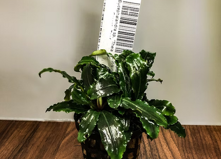 Bucephalandra sp. "Theia" - Topf