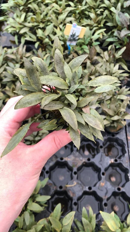 Cryptocoryne petchii "pink"