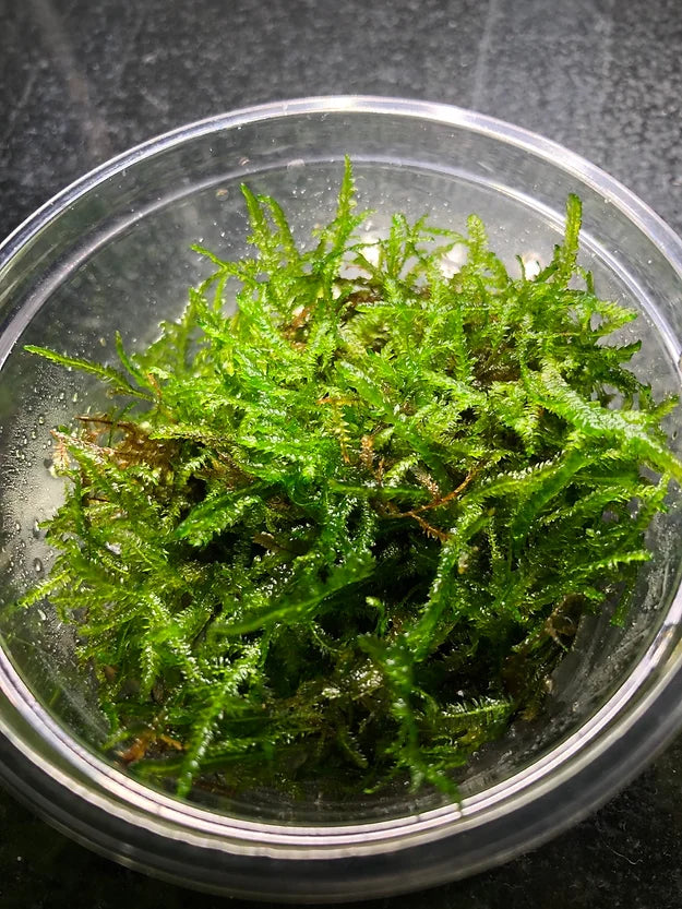 Taxiphyllum spec Spiky moss - Portion