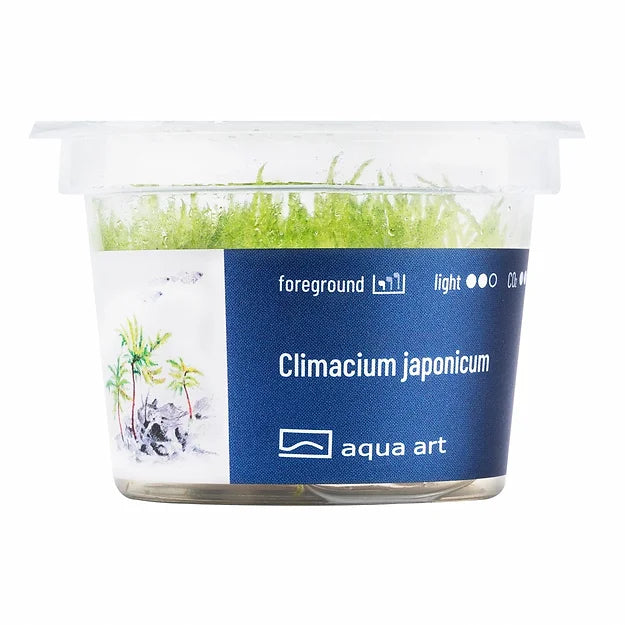 Climacium japonicum - In Vitro