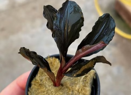 Bucephalandra Red Central -  Topf