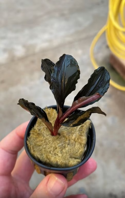 Bucephalandra Red Central -  Topf