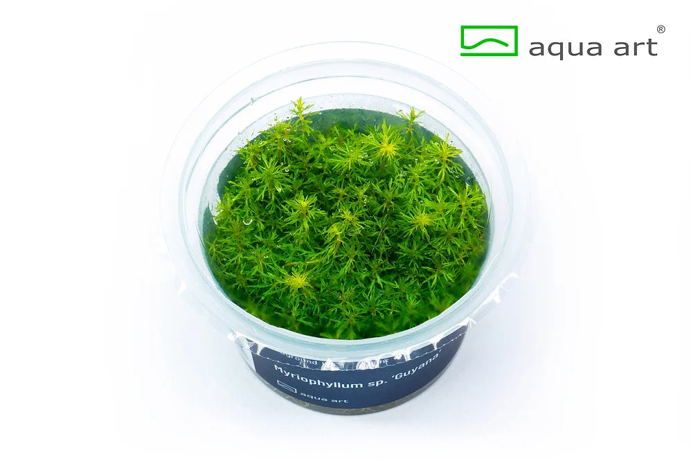 Myriophyllum sp. ’Guyana’ - In Vitro