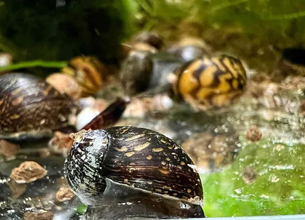 Rennschnecke "batik