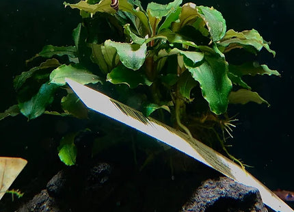 Schwarze Lava - bewachsen mit Bucephalandra sp. "Theia"
