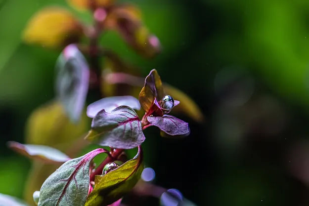 Ludwigia palustris "super red" - Topf