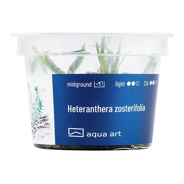 Heteranthera zosterifolia - In Vitro