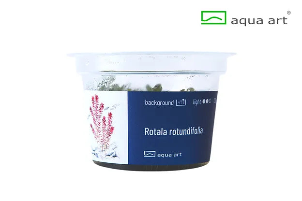 Rotala rotundifolia - In Vitro