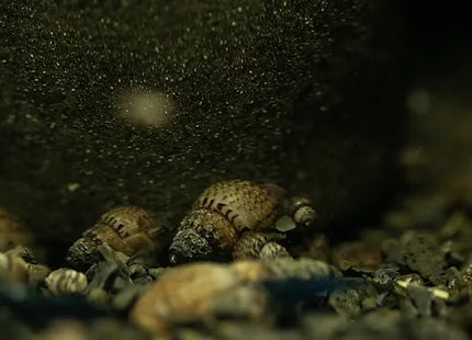 Genoppte Turmdeckelschnecke - Melanoides granifera
