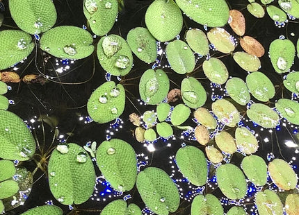 Salvinia auriculata ''Kleinohriger Schwimmfarn'' - In Vitro