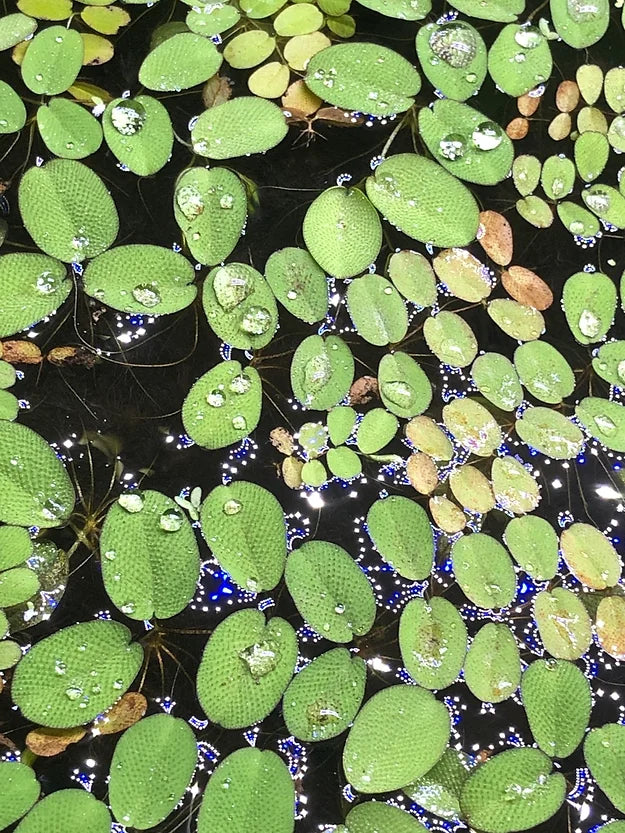 Salvinia auriculata ''Kleinohriger Schwimmfarn'' - In Vitro