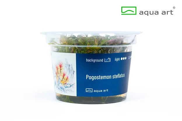 Pogostemon stellatus - In Vitro