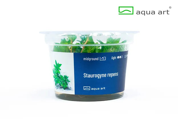 Staurogyne repens - In Vitro