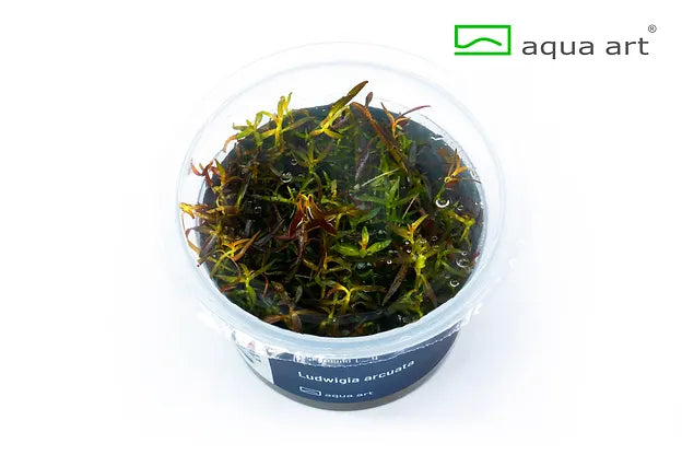 Ludwigia arcuata - In Vitro