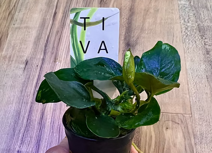 Anubias nana "Thick Leaf" - Topf