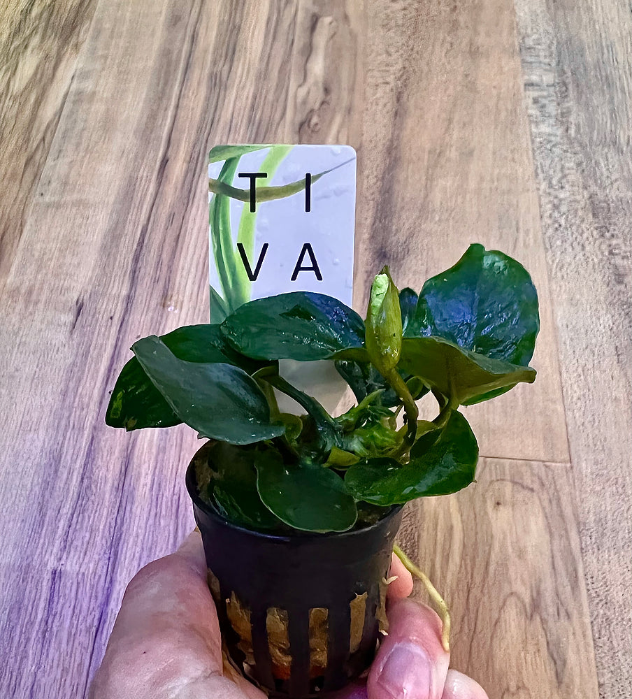 Anubias nana "Thick Leaf" - Topf