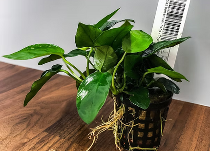Anubias barteri var. nana - Topf