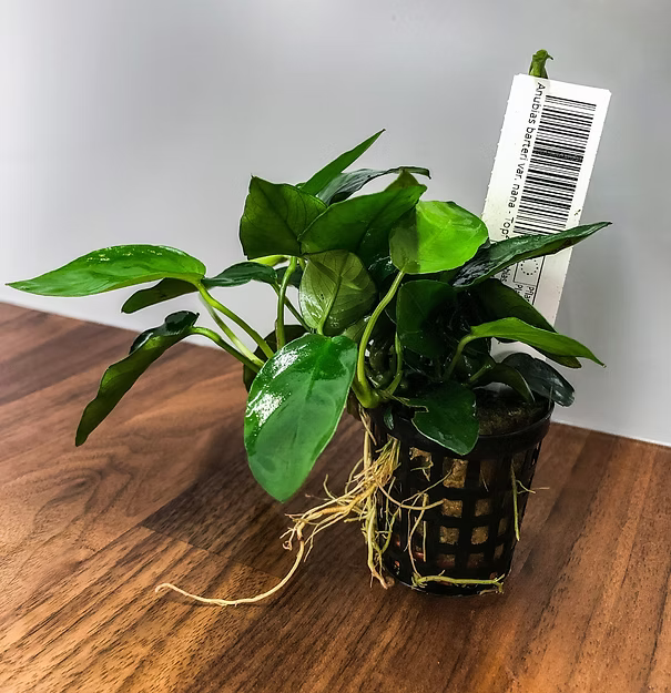 Anubias barteri var. nana - Topf