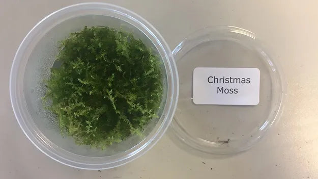 Vesicularia montagnei ''Christmas moss''