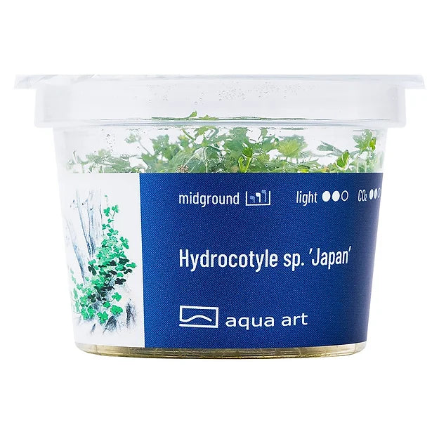 Hydrocotyle sp.'Japan' - In Vitro