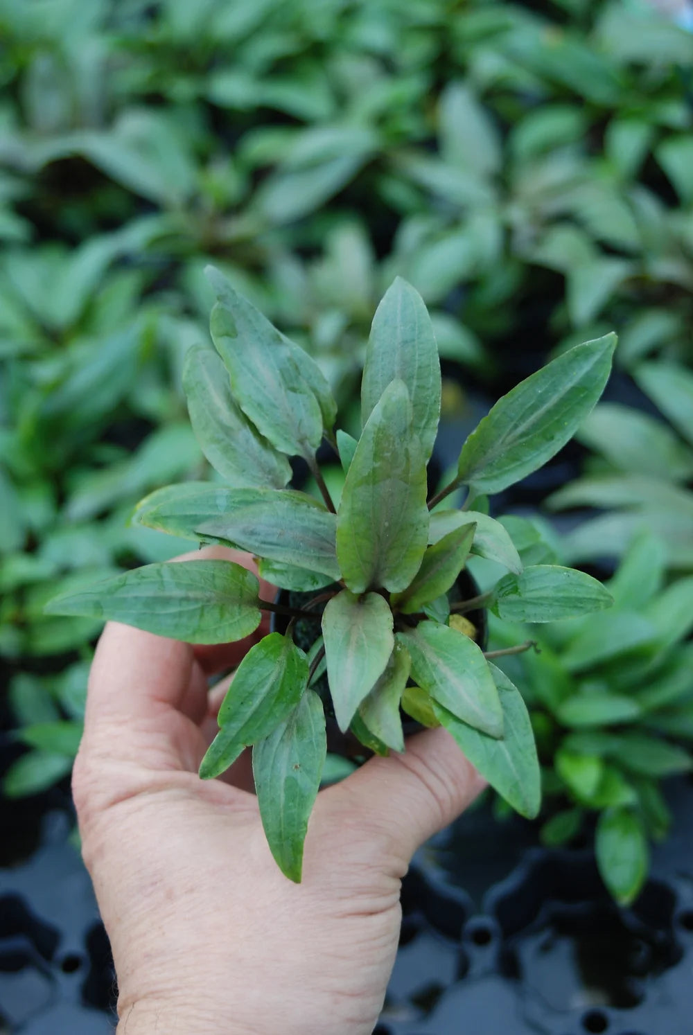 Cryptocoryne undulata - In Vitro