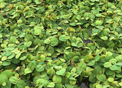 Phyllanthus fluitans - Portion