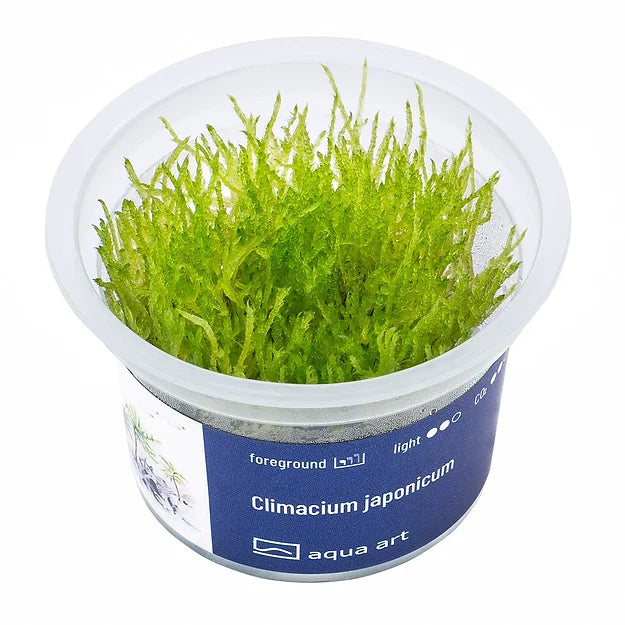 Climacium japonicum - In Vitro