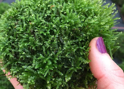 Halbe Kokosnuss mit Vesicularia dubyana beflanzt