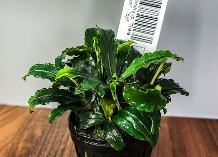 Bucephalandra sp. "Theia Green" - Topf
