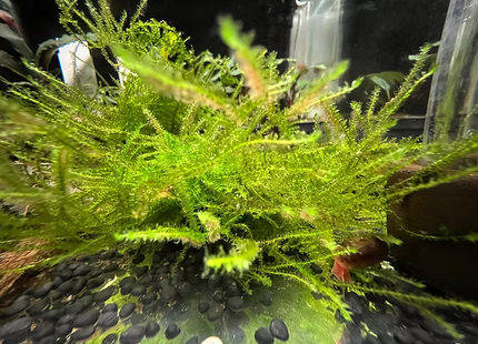 Vesicularia dubyana ''Singapur'' - Portion