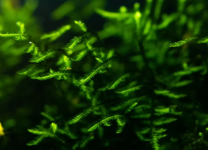 Vesicularia ferriei 'Weeping Moss' - Portion