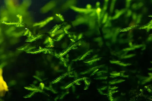 Vesicularia ferriei 'Weeping Moss' - Portion