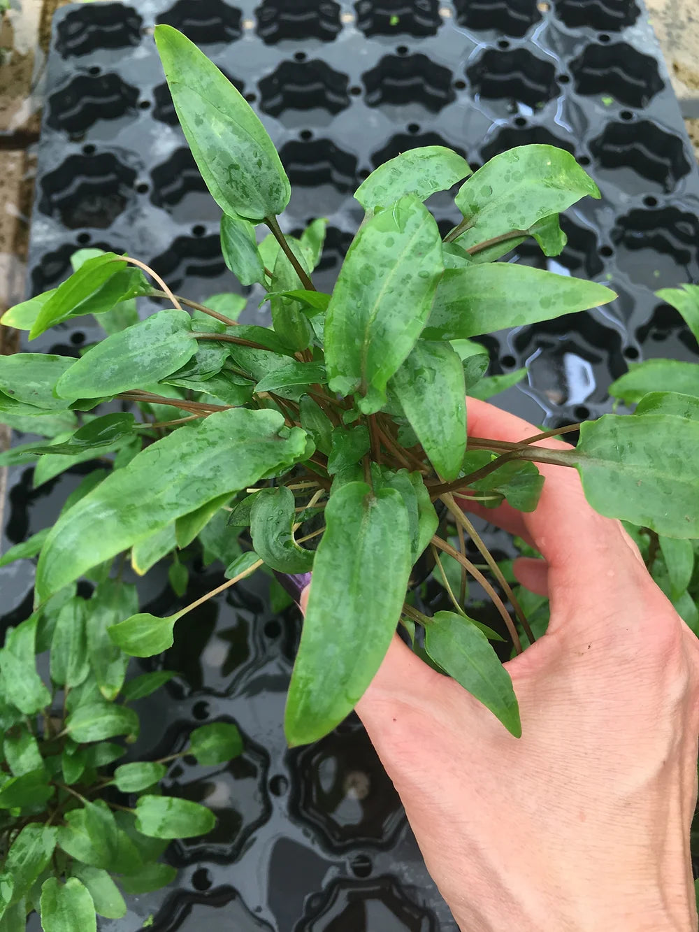 Cryptocoryne wendtii "Red" - Topf