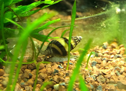 Raubschnecke
