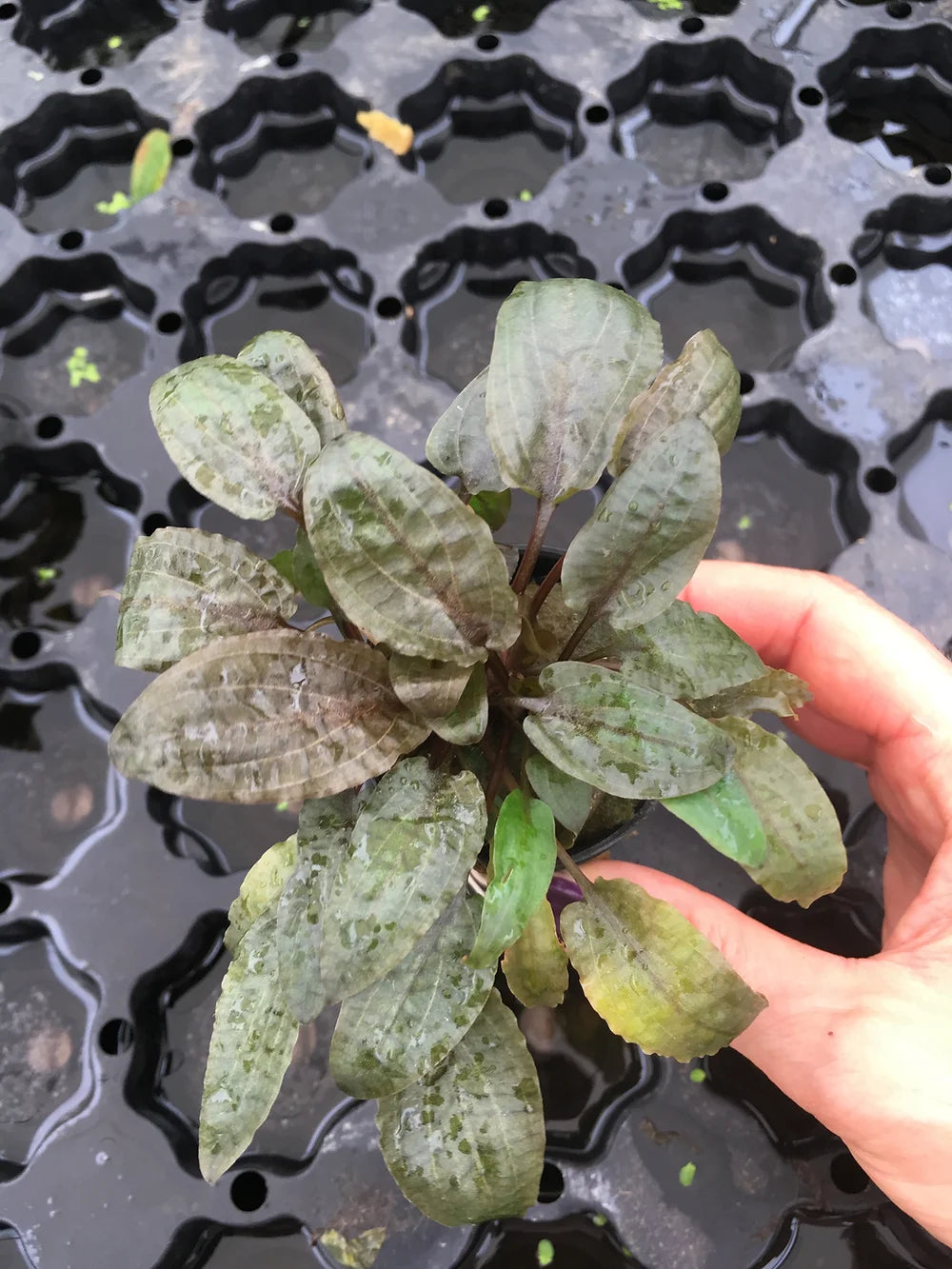 Cryptocoryne walkeri