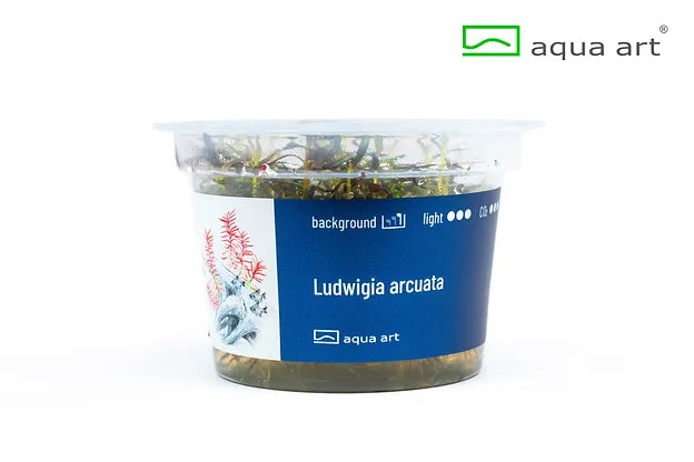 Ludwigia arcuata - In Vitro