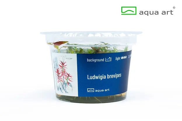 Ludwigia brevipes - In Vitro