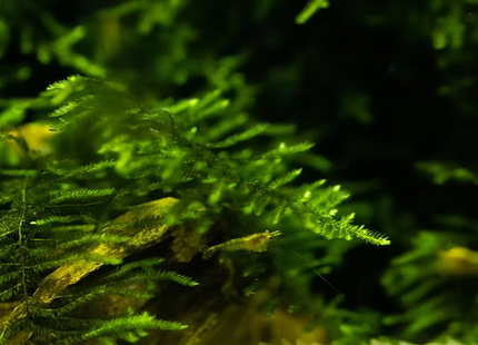 Vesicularia ferriei 'Weeping Moss' - Portion