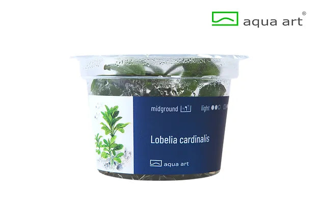 Lobelia cardinalis - In Vitro