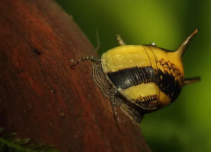 Geweihschnecke - Gelb / Schwarz