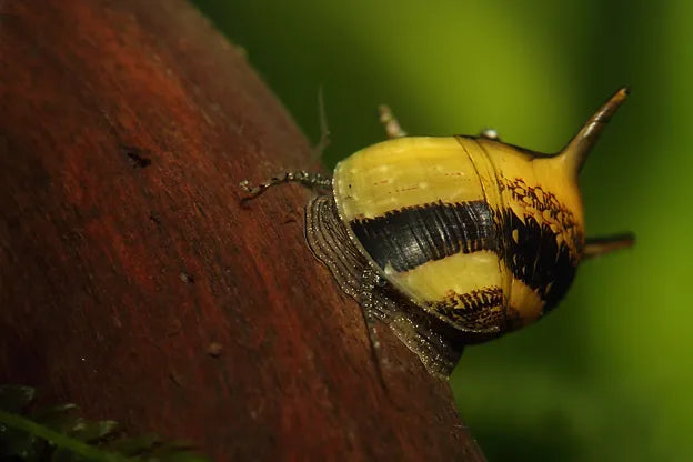 Geweihschnecke - Gelb / Schwarz