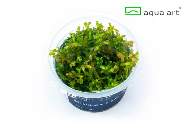 Rotala rotundifolia 'Green' - In Vitro