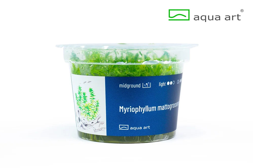 Myriophyllum mattogrossense - In Vitro