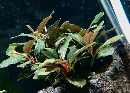 Schwarze Lava - bewachsen mit Bucephalandra sp. "Theia Green"