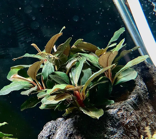 Schwarze Lava - bewachsen mit Bucephalandra sp. "Theia Green"