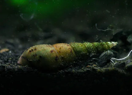 Indische / Malaiische Turmdeckelschnecke